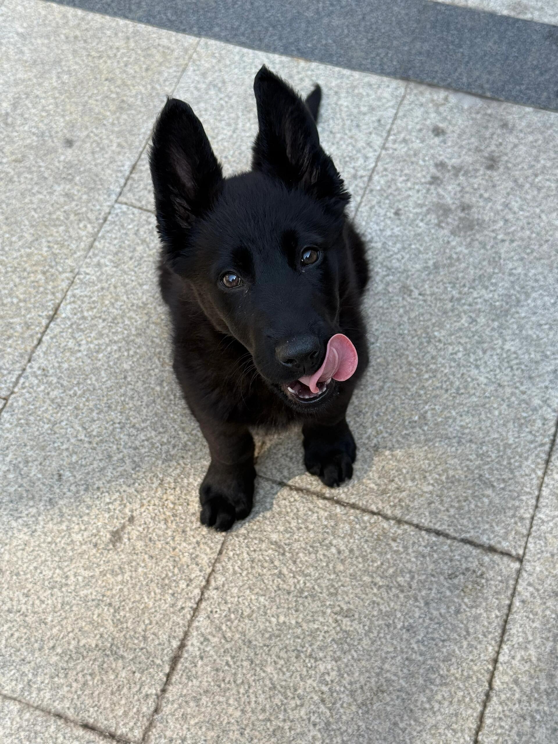 德国牧羊犬分支东德牧羊犬